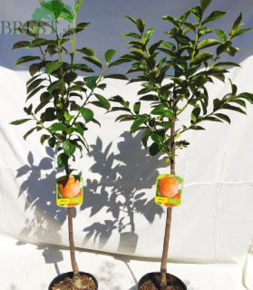 Hurmi Kaki 'Vaniglia' , osobný odber